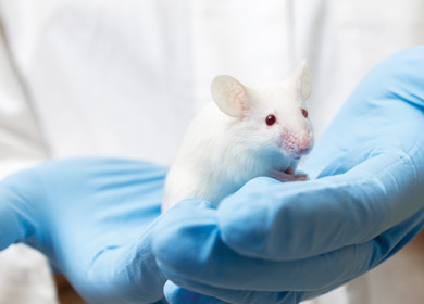 mouse in scientists hands